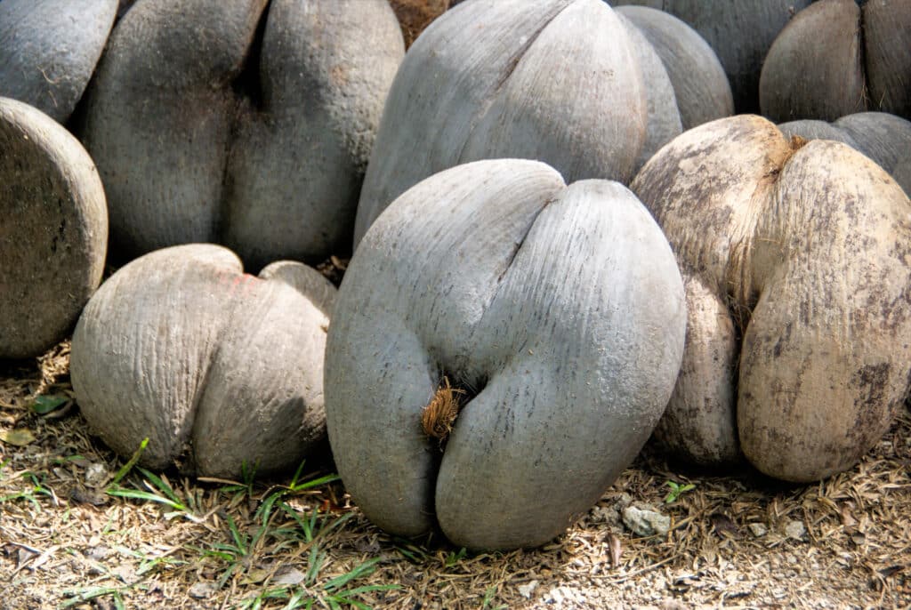 Seychelles Seychelles