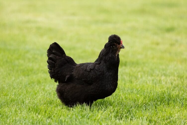 araucana nera araucana nera