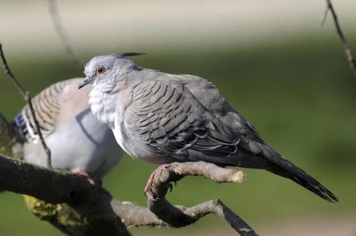 Colombo lophotes Colombo lophotes