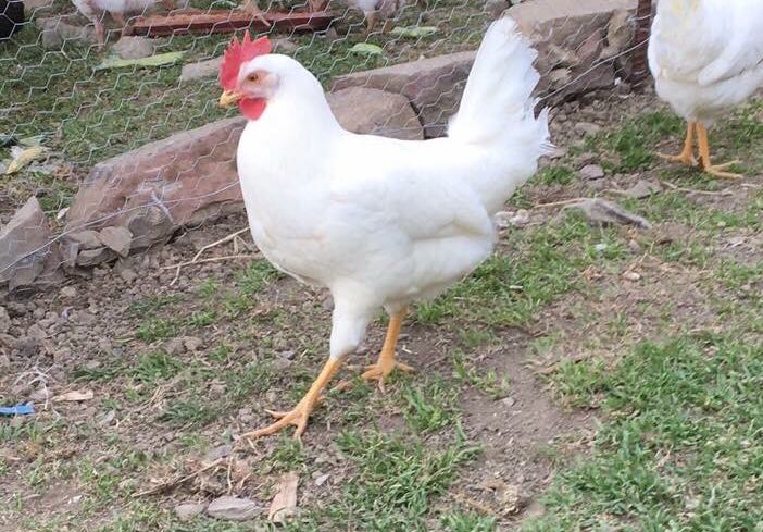 Gallina livornese Gallina livornese