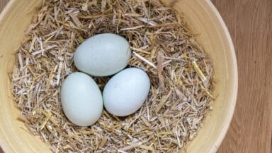 uova Araucana dal guscio blu