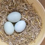 Araucana: Le uova di gallina blu o verdi per il tuorlo d’uovo marinato