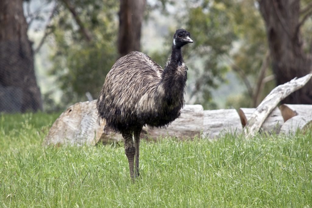 emu