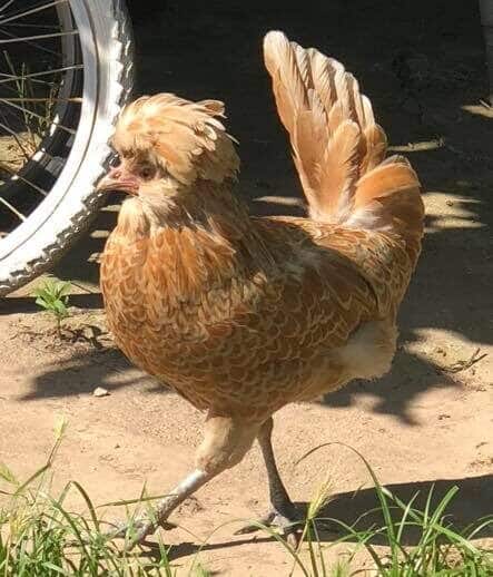 uova di gallina padovana