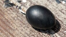 Kuro-tamago, le uova nere delle terme giapponesi Kuro-tamago, le uova nere delle terme giapponesi