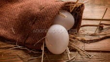 Alla scoperta delle uova di anatra: deliziose! Alla scoperta delle uova di anatra: deliziose!