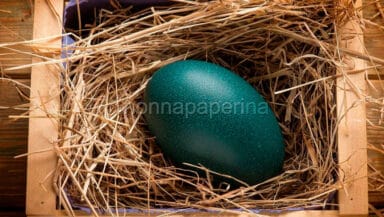 uova di emu