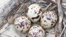 Le uova di fenicottero: a dir poco speciali! Le uova di fenicottero: a dir poco speciali!