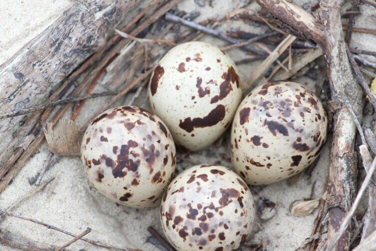 uova di fenicottero