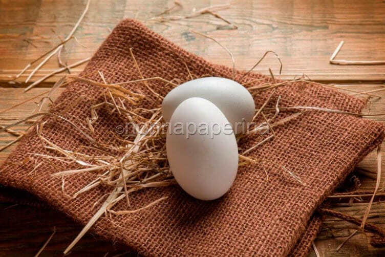 uova di gallina padovana