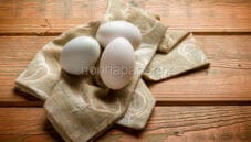 Le uova di gallina livornese sono così comuni?