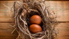 Uova di Marans, la gallina dalle uova d’oro