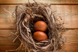 Uova di Marans, la gallina dalle uova d’oro Uova di Marans, la gallina dalle uova d’oro