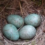 Le uova di merlo: piccole, colorate e speciali!