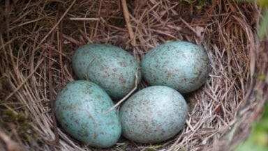 uova di merlo