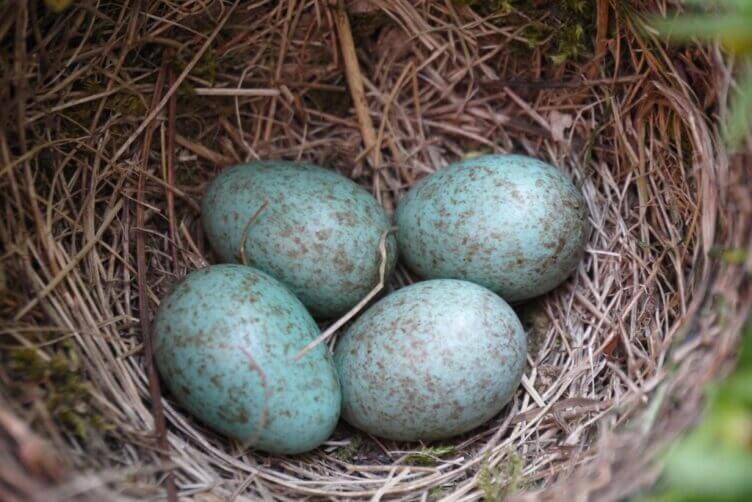 Le uova di merlo: piccole, colorate e speciali! uova di merlo