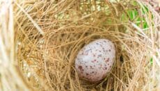 uova di passera