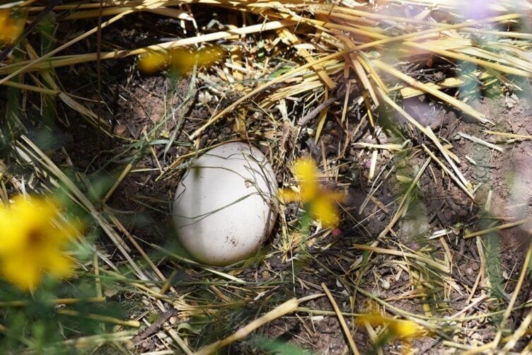 Le particolarità delle uova di pavone uova di pavone