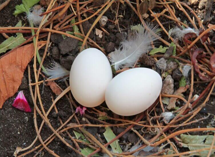 Le uova di piccione, un ingrediente per tante ricette uova di piccione