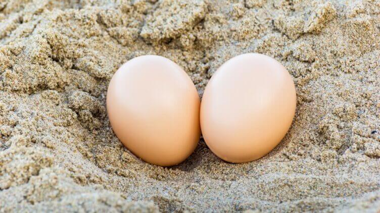 Le piccole e nutrienti uova di tartaruga uova di tartaruga