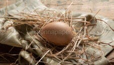 Conosci le uova di gallina Orpington? Conosci le uova di gallina Orpington?