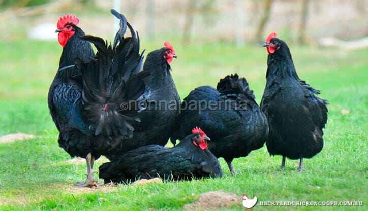 uova di gallina Australorp