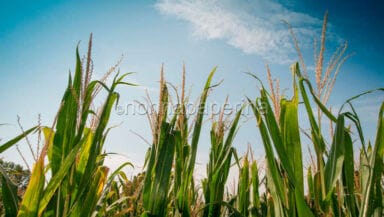 Grano naturalmente gluten free