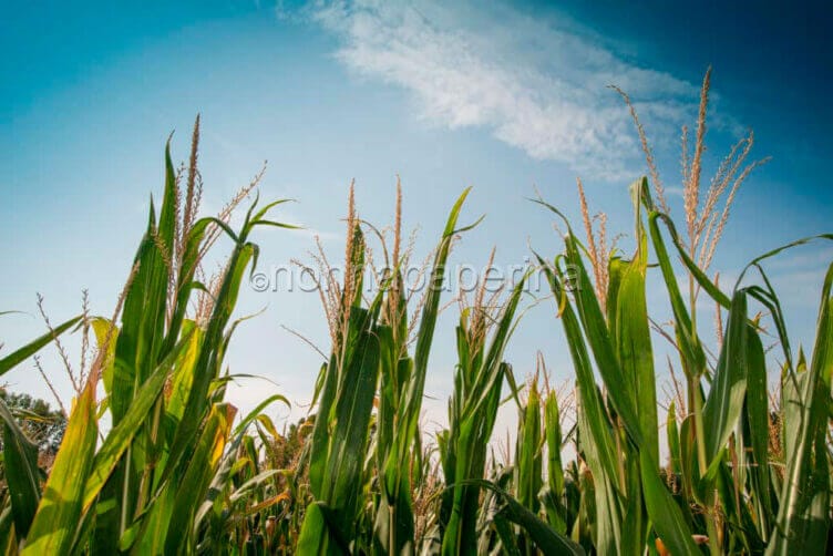 Grano naturalmente gluten free