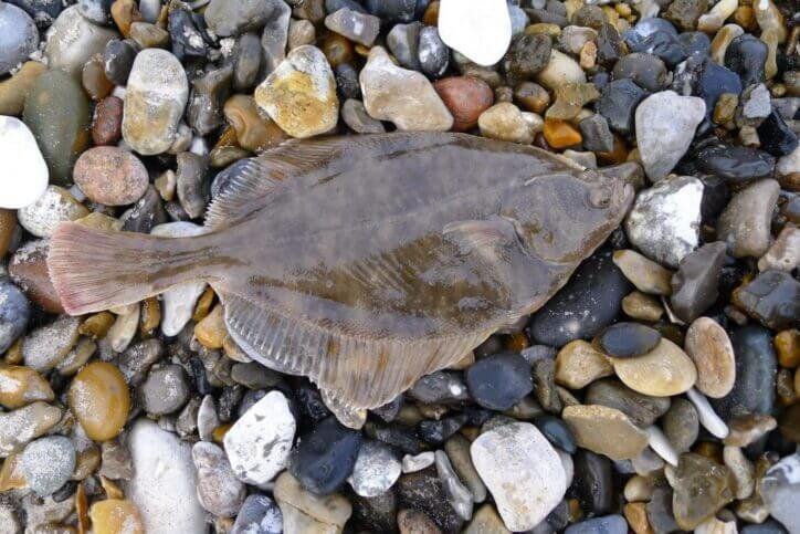 Tutti gli errori da non fare con il rombo: prepariamolo bene!