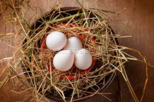 uova di colino