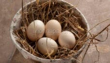 The goodness of Mericanel della Brianza eggs The goodness of Mericanel della Brianza eggs