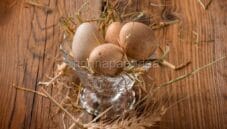 Uova di pernice rossa … Assolutamente da provare! Uova di pernice rossa … Assolutamente da provare!