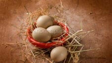 Uova di starna? Scopriamo le loro caratteristiche! Uova di starna? Scopriamo le loro caratteristiche!