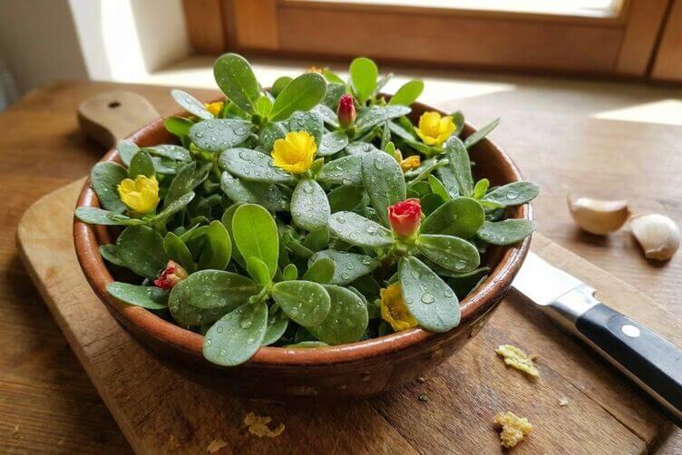 portulaca portulaca
