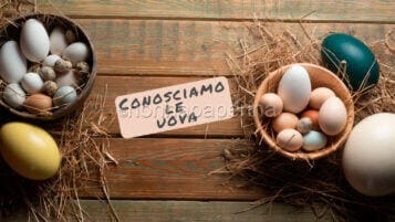 Parliamo di uova