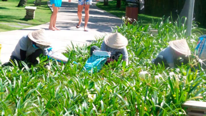 donne che fanno raccolta in Vietnam Vietnam