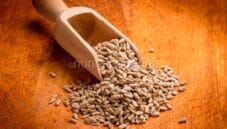 A tavola con i nutrienti semi di girasole!