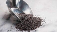 A tavola con i semi di papavero , versatili A tavola con i semi di papavero , versatili