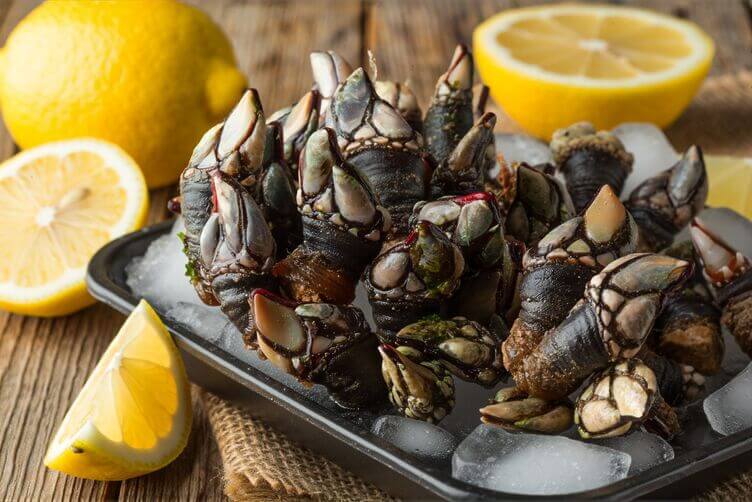 percebes (barnacles atlantici) disposti su un vassoio di ghiaccio