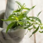 Tarragon: a strong and pungent flavour Tarragon: a strong and pungent flavour