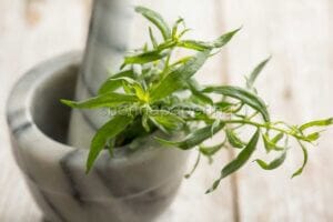 Tarragon: a strong and pungent flavour