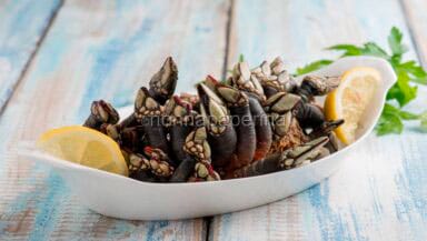 Percebes