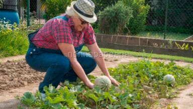 Allergie a insetticidi sintetici