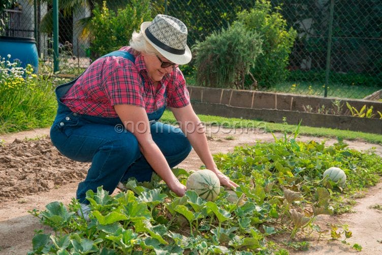 Insetticidi sintetici , come difendere l’orto e se stessi Allergie a insetticidi sintetici