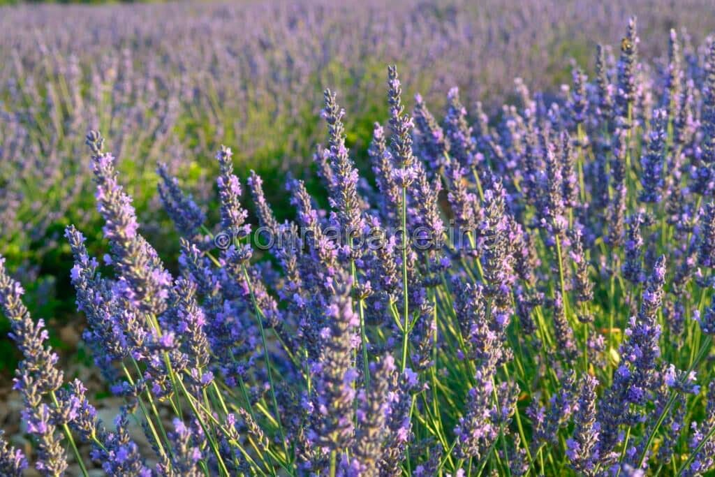 lavanda lavanda