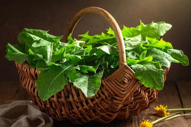 cesto foglie di tarassaco