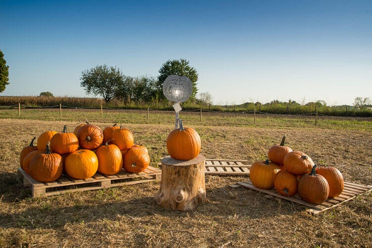 zucche sul tavolo in un campo zucche sul tavolo