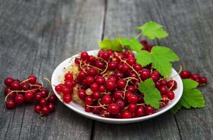 ribes