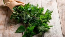 L’ortica, una preziosa pianta erbacea da usare in cucina
