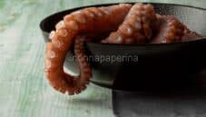 Il polpo, parliamo del cefalopode più buono in assoluto